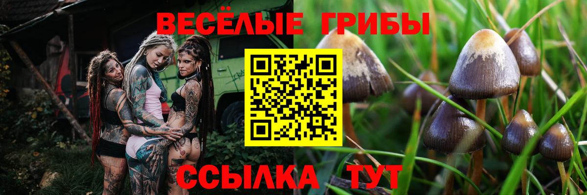 Галлюциногенные грибы Psilocybine cubensis Губаха